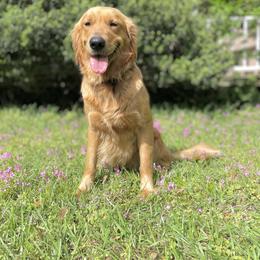 Golden Retriever All Grown Up from Magnolia Farm