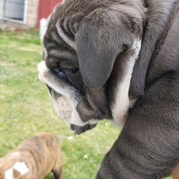 English Bulldog Puppies from Wildfire Kennel