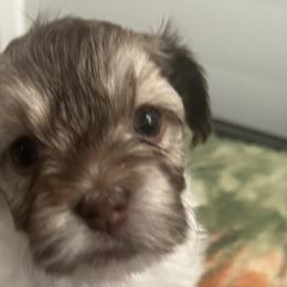 Havanese from Sweet Tea Havanese