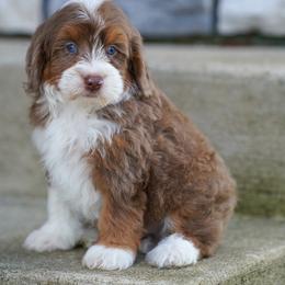 Fenway (socialization program student) - Chocolate merle male Bernedoodle puppy in Dundee, Ohio from Down Home Doodle