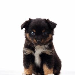Hermione - Black tri female Miniature American Shepherd puppy in Sanger, California from Flying M Cactus Ranch Buddies
