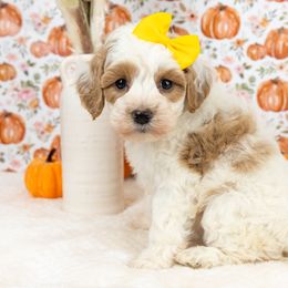 Cockapoo Puppies from Firm Foundation Cockapoos