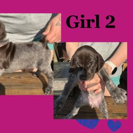 Girl 2 - Liver roan German Shorthaired Pointer puppy in Indiana from Jericho Hills GSP’s