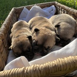 French Bulldog Puppies from 3D Frenchies LLC