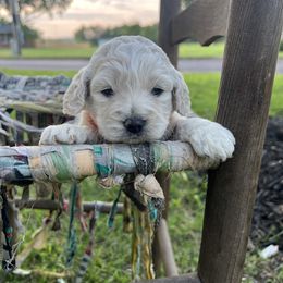 Cockapoo Puppies from East St. Poodles & Doodles