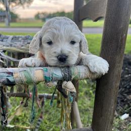 Cockapoo Puppies from East St. Poodles & Doodles