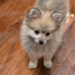 Gracie - Cream sable female Pomeranian puppy in El Centro, California from BabyBooPoms