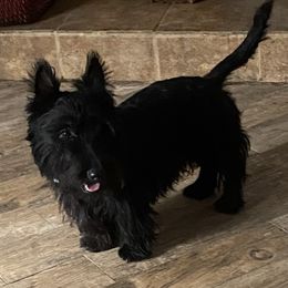 Louie - Scottish Terrier