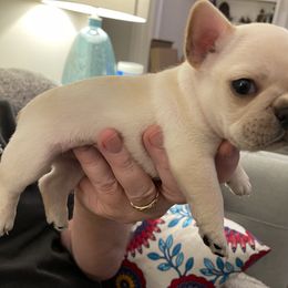 French Bulldog Puppies from JoJo French Bulldogs