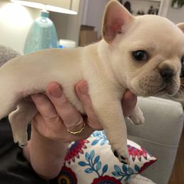 French Bulldog Puppies from JoJo French Bulldogs