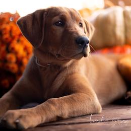 Labrador Retriever Puppies from UC Labradors