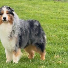 Ripley - Australian Shepherd