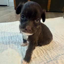 River - Brown and white female Portuguese Water Dog puppy in Allen, Texas from Pawsitively Portuguese
