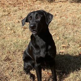 Bootsy - Labrador Retriever