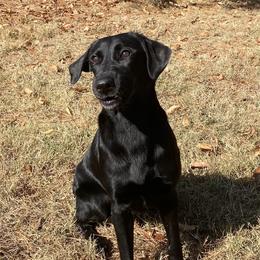 Bootsy - Labrador Retriever