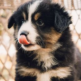 Miniature American Shepherds from Stillwater Ranch Kennel