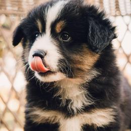 Miniature American Shepherds from Stillwater Ranch Kennel