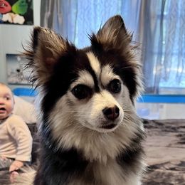 Jade - Pomsky