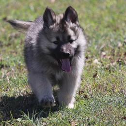 Nova - Agouti and white female Gerberian Shepsky puppy in Gorman, Texas from Bransford Paw Pack/Timber Huskies