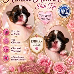 Girl 1 - Red and white female Shih Tzu puppy in Dallas, Texas from Almost Heaven Shih Tzu