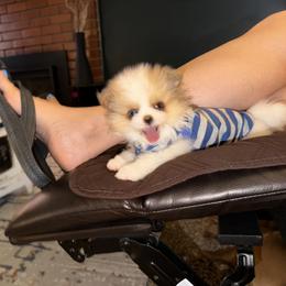 Pomeranian Puppies from Alicia Amparano