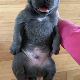 Cane Corso Puppies from Far From Average Kennels