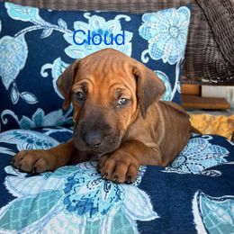 Cloud - Rd whtn blk nose female Rhodesian Ridgeback puppy in Arcadia, Oklahoma from Ahyoka Rhodesian Ridgebacks