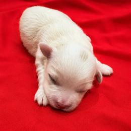 Dolly - White female Coton de Tulear puppy in Pflugerville, Texas from Beethoven’s Cotons