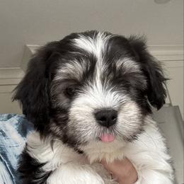 Minnie - Havanese