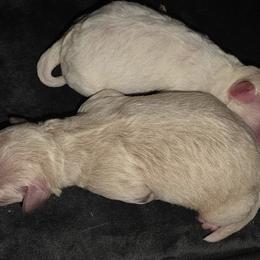 Maltipoo puppies from Mandy's Yorkie's , Yorkiepoo's & Maltipoo's