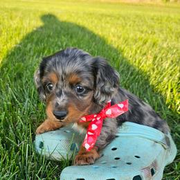 Sterling - Dapple male Dachshund puppy in Utica, Ohio from Poodle Me Crazy