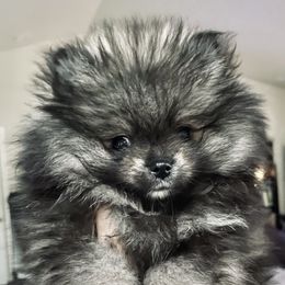 Pomeranian Puppies from Heartlove Poms