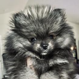 Pomeranian Puppies from Heartlove Poms