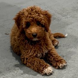 Boy 2 - Apricot male Goldendoodle puppy in Godley, Texas from Godley Designer Doodles