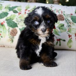 Cherry - female Australian Mountain Doodle puppy in Murray, Utah from Sun Valley Doodles