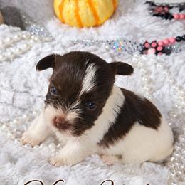 Boy 1 - Liver male Yorkshire Terrier puppy in Delano, Tennessee from Nemec's Yorkies