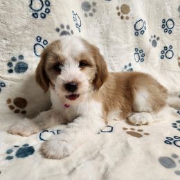 Miss Honey - Gold and white female Tibetan Terrier puppy in Lane County, Oregon from Zara Tibetan Terriers