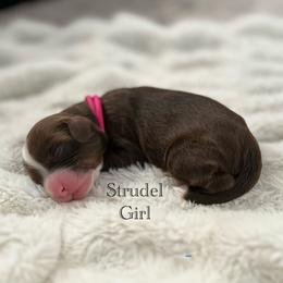 Strudel - Brown and white female Bernedoodle puppy in Waco, Texas from Blessings Pups Doodles