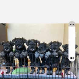 Miniature Schnauzer Puppies from SkyHigh Kennels