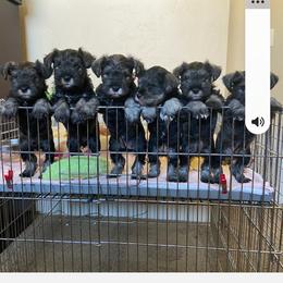 Miniature Schnauzer Puppies from SkyHigh Kennels