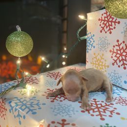 Dachshund Puppies from Lively Dachshunds