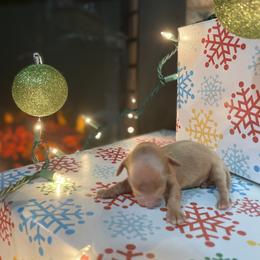 Dachshund Puppies from Lively Dachshunds