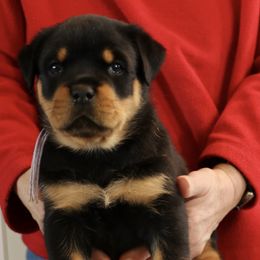 Rottweiler Puppies from Flusstal Rottweilers
