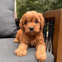 Martin - Red male Cavapoo puppy in Midland, North Carolina from Rocky River Cavapoos