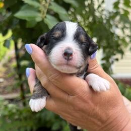 Pacific - Tri-color male Bernedoodle puppy in Russellville, Arkansas from Crossgate Doodles