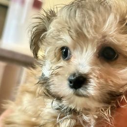 Maltese and Maltipoos from LMC Pups