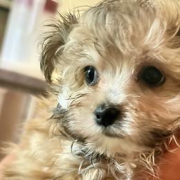 Maltese and Maltipoos from LMC Pups