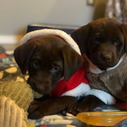 Labrador Retriever Puppies from Harvest Moon Farm