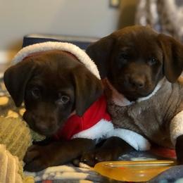 Labrador Retriever Puppies from Harvest Moon Farm