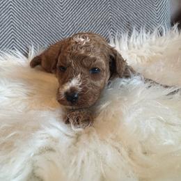 Duke - Red  male Goldendoodle puppy in Davie, Florida from Daviegoldendoodles